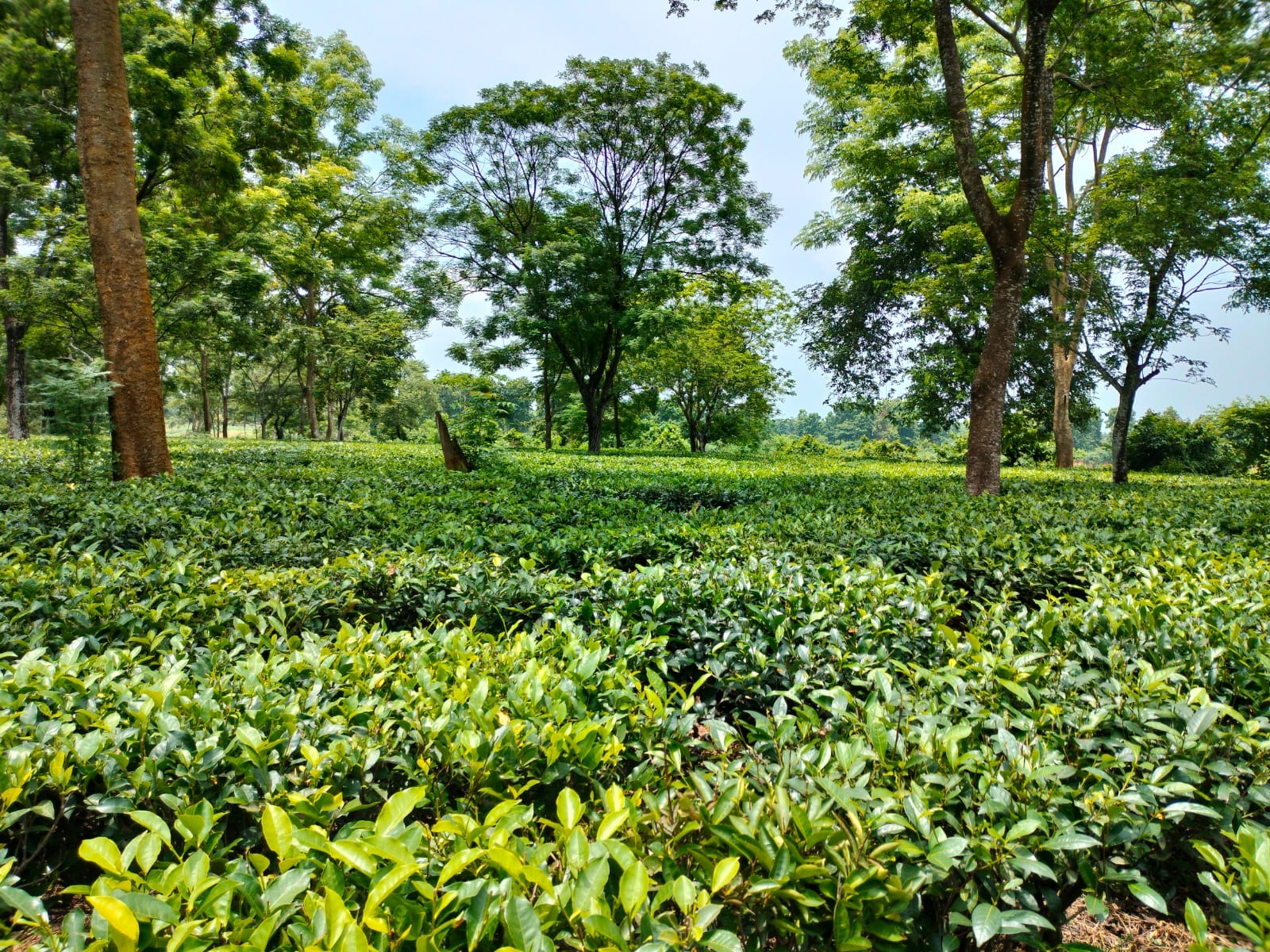 WhatsApp Image 2024-09-09 at 7.58.33 PM.jpeg